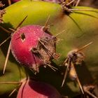 Lanzarote vor der Seuche ... nicht wirklich ein Blümchen