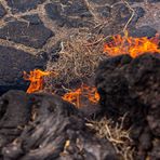 Lanzarote vor der Seuche ... Timanfaya (3) - trockene Sträucher brennen nach wenigen Sekunden