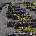 Lanzarote - Weinanbau