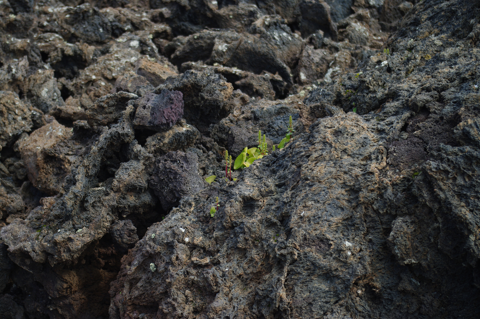 Lanzarote wird grün