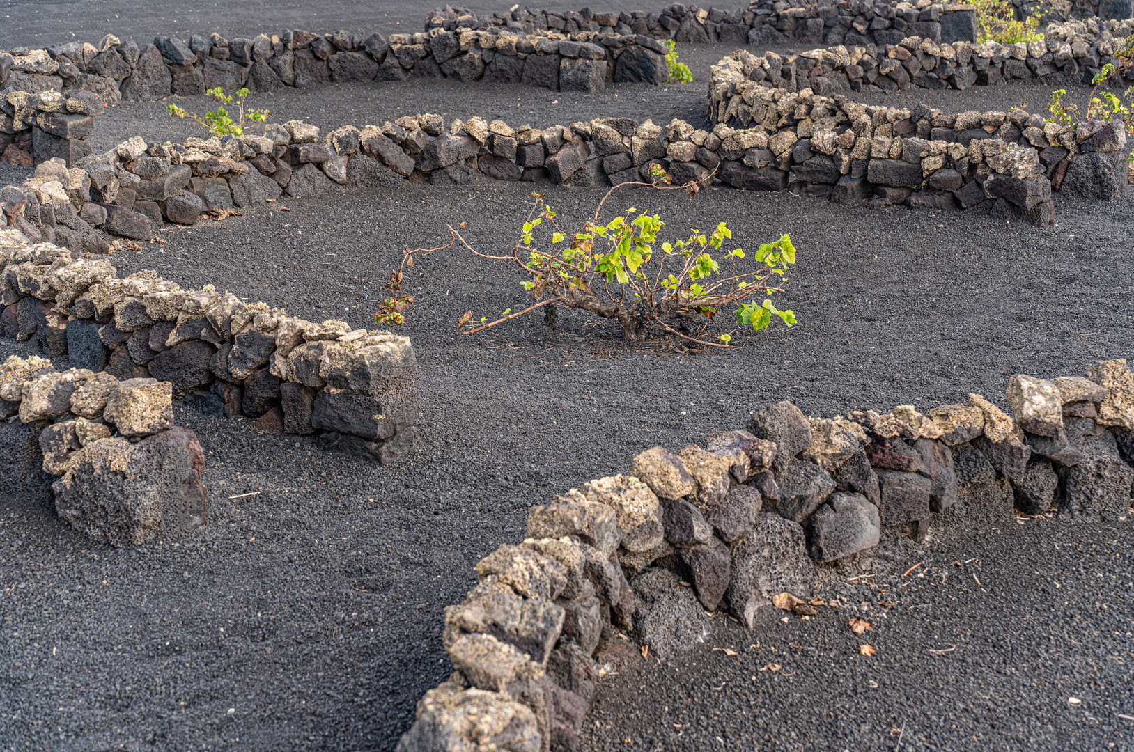 Lanzarote XLII