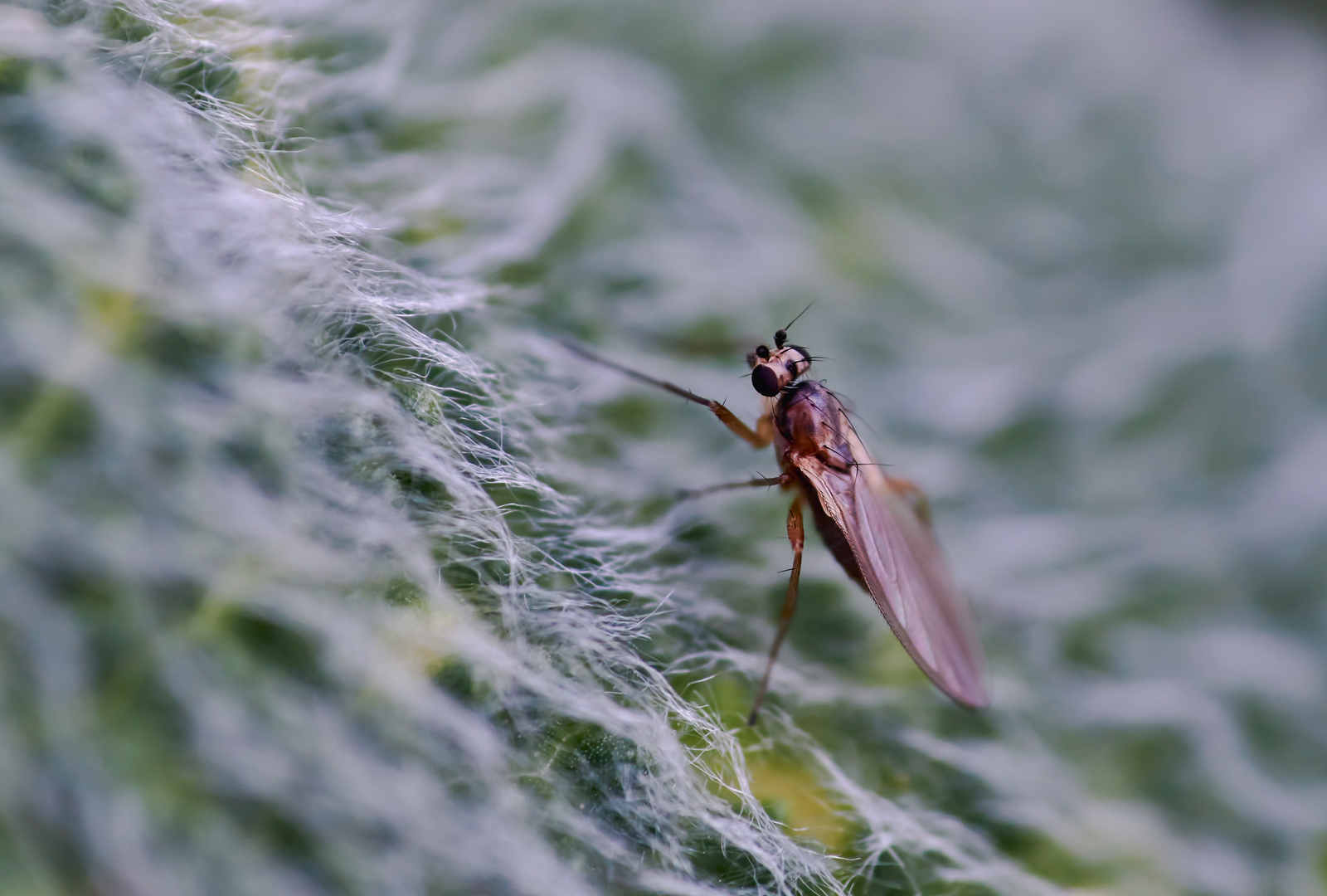 Lanzenfliege (Lonchoptera sp.)