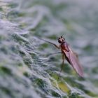 Lanzenfliege (Lonchoptera sp.)