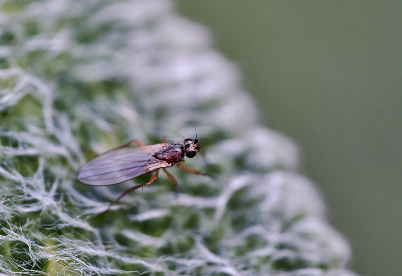 Lanzenfliege (Lonchoptera sp.)