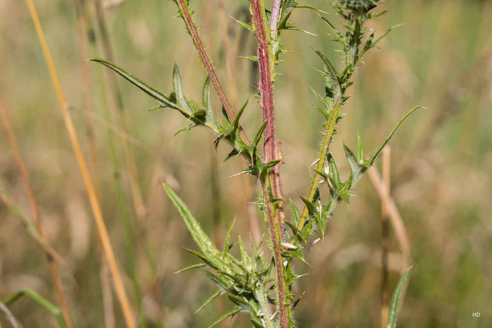 Lanzett-Kratzdistel (Cirsium vulgare)