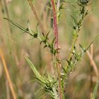 Lanzett-Kratzdistel (Cirsium vulgare)