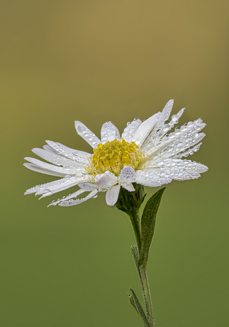 Lanzettblättrige Aster