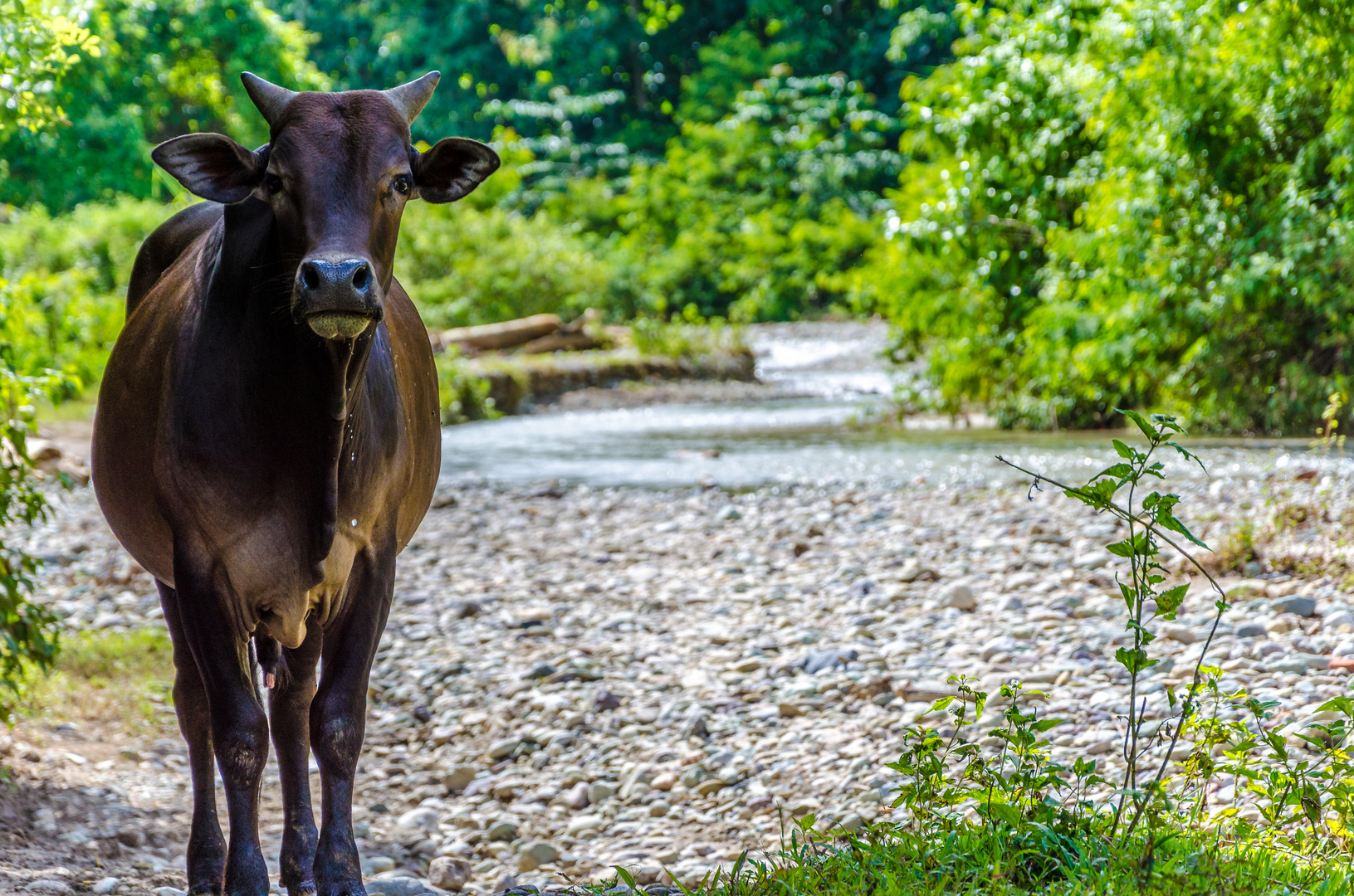 lao cow