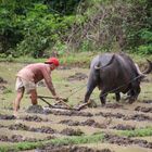 Laos Reise, Reisbauer