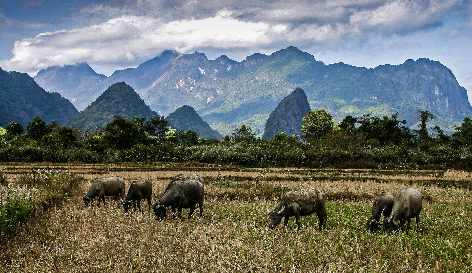 Laos Wasserbüffel