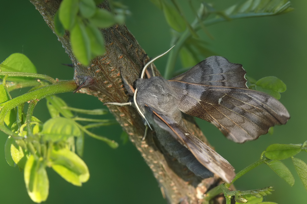 Laothoe populi