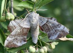 Laothoe populi - Der Pappelschwärmer in zwei Ansichten - Nr. 1