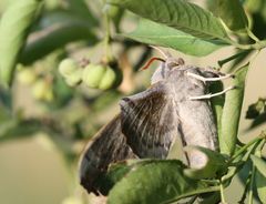 Laothoe populi - Der Pappelschwärmer in zwei Ansichten - Nr. 2