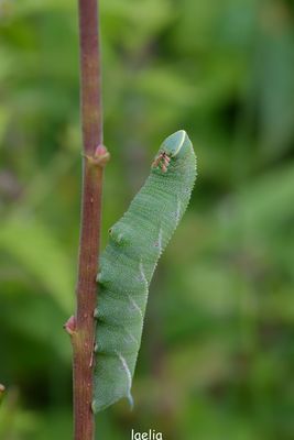 laothoe populila  ( sphinx du peuplier) dificile as distinguer ces petits yeux vert