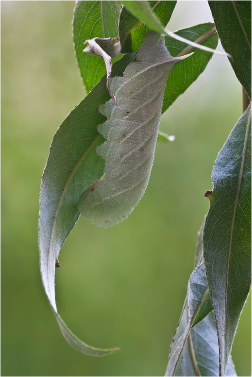 (Laothoe populi...)...oder doch eher Smerinthus ocellata