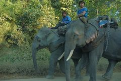 Laotian mahouts on the home way after working in the jungle