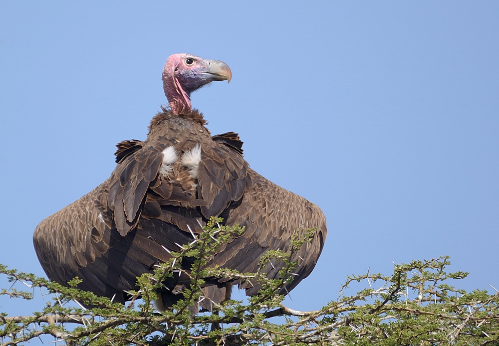 lap-faced vulture