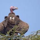 lap-faced vulture