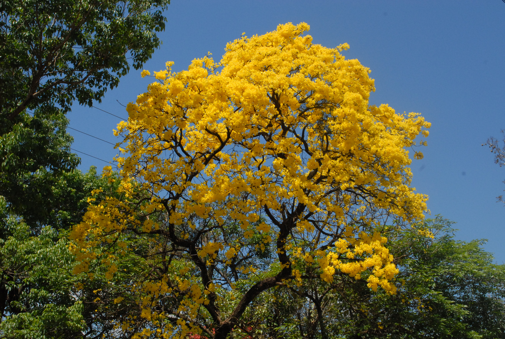 Lapacho amarillo