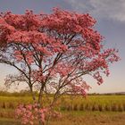 Lapacho Baum vor einem Zuckerrohrfeld