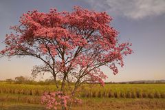 Lapacho Baum vor einem Zuckerrohrfeld