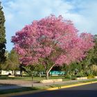 LAPACHO EN PLAZA 