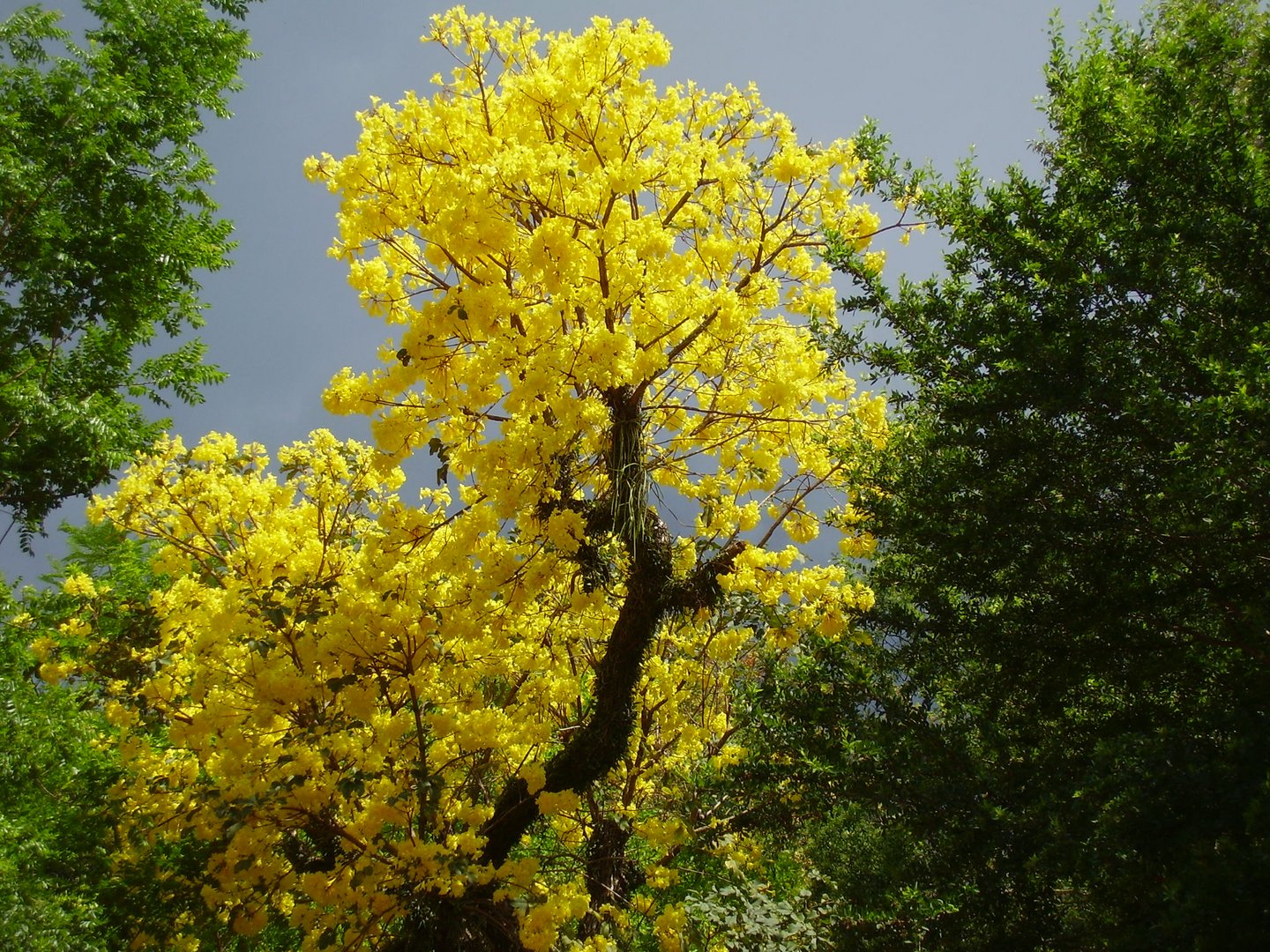 lapacho o tajy amarillo