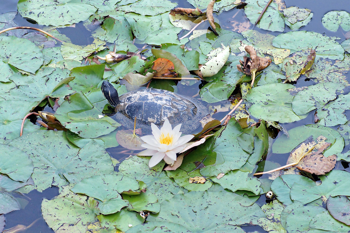 Lapadu Schildkröte