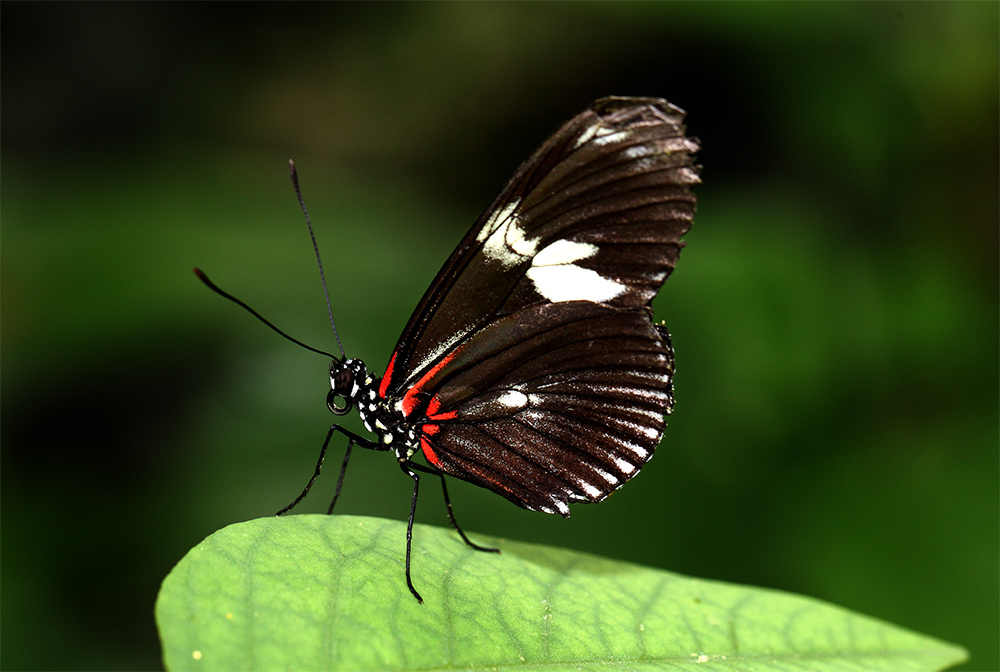 Laparus doris viridis