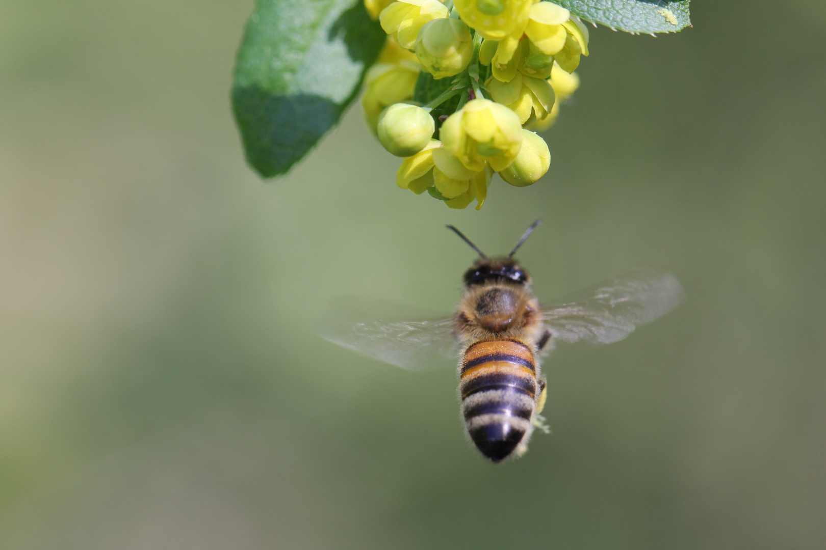 L'ape che raggiungeva il fiore