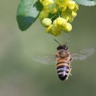 L'ape che raggiungeva il fiore