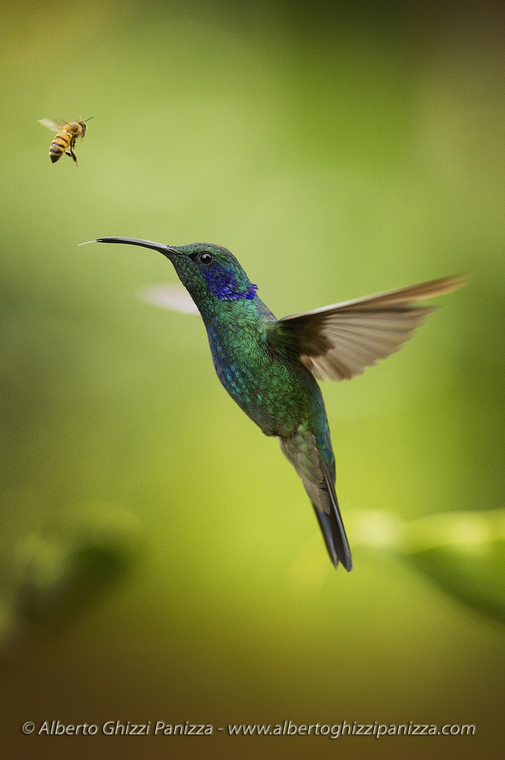 L'ape e il Colibrì