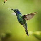 L'ape e il Colibrì