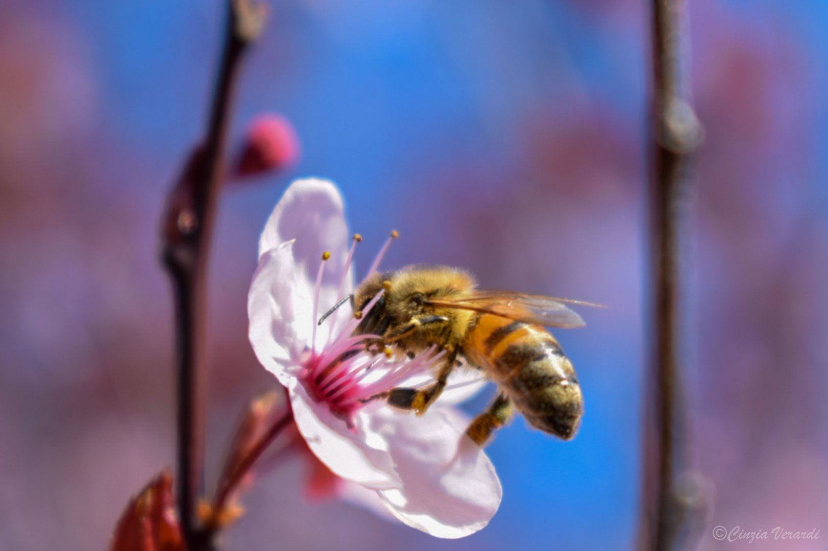 L'Ape e il suo Fiore