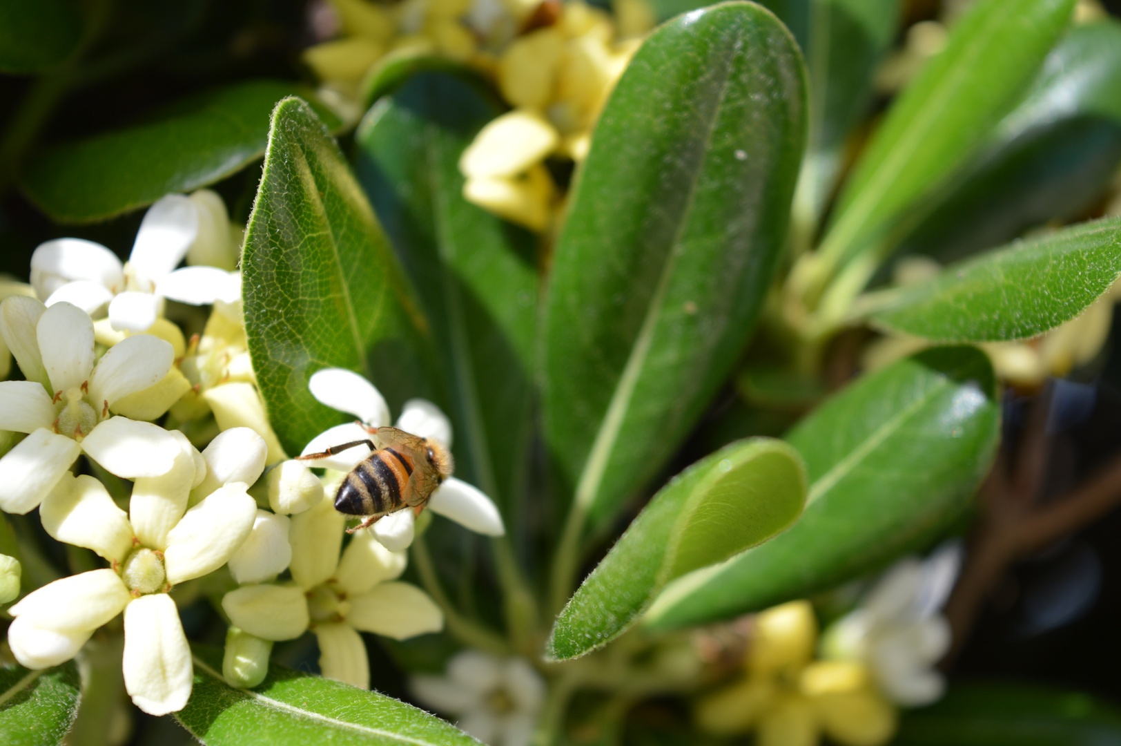 L'ape sul fiore 