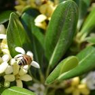 L'ape sul fiore 