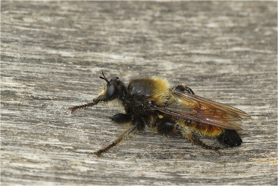   	Laphria flava