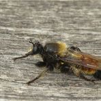   	Laphria flava