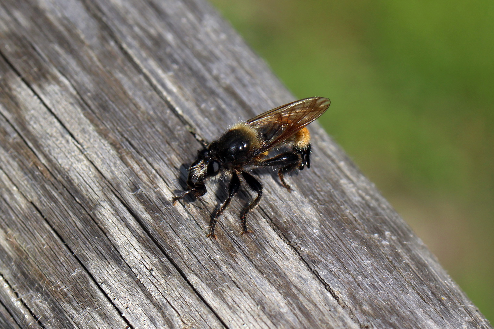 Laphria flava