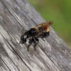 Laphria flava