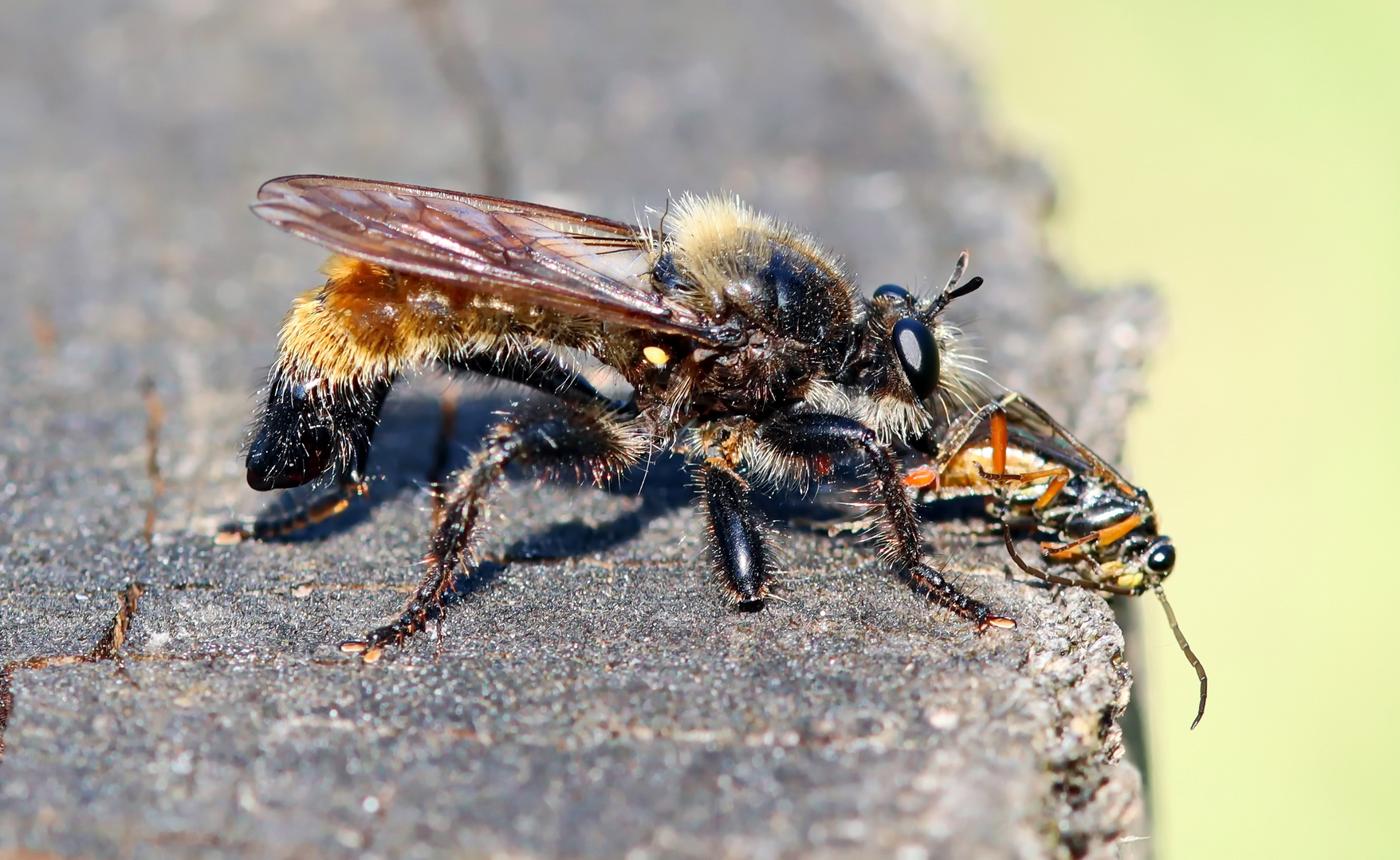 Laphria flava