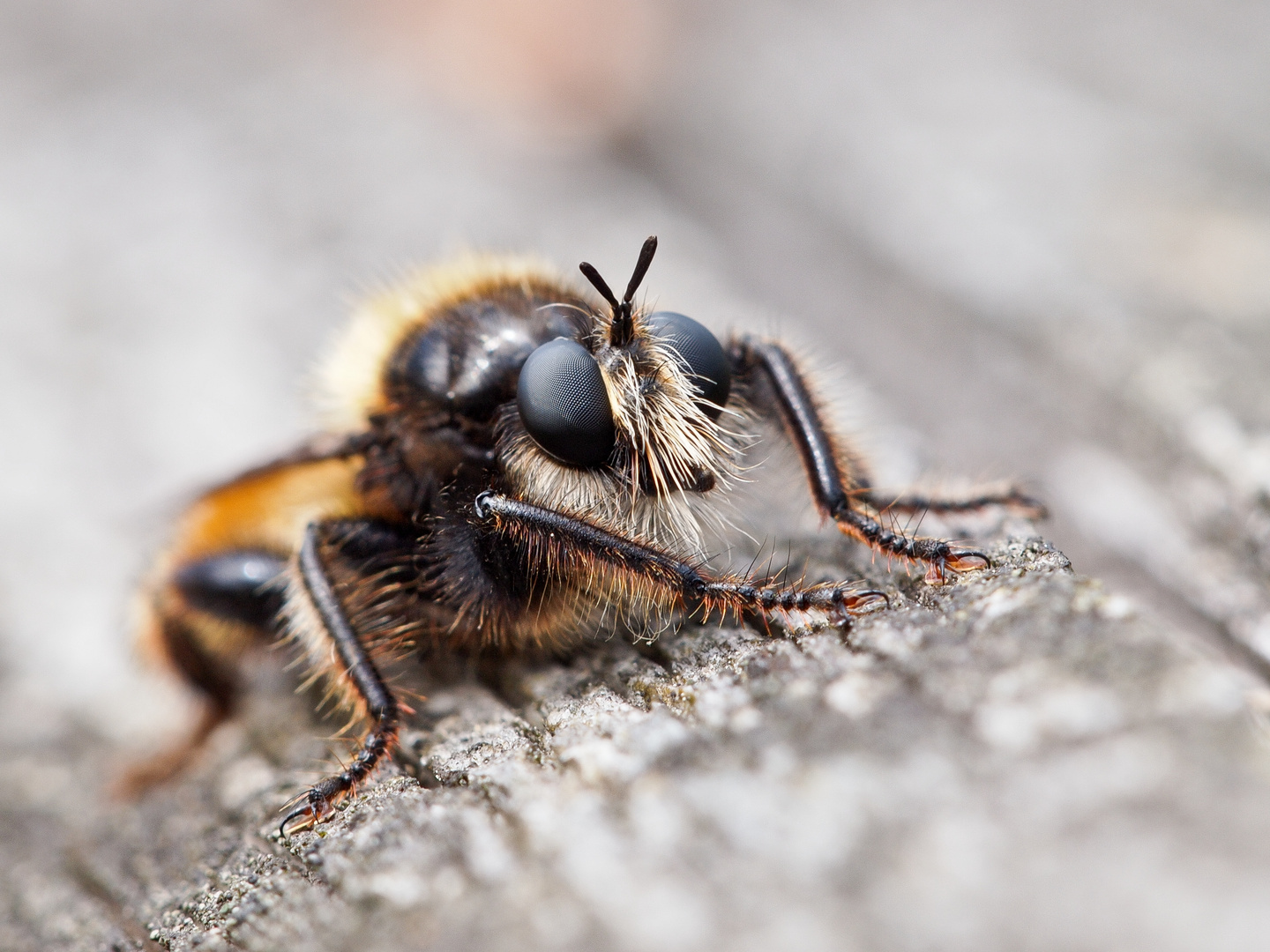 Laphria flava