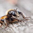 Laphria flava