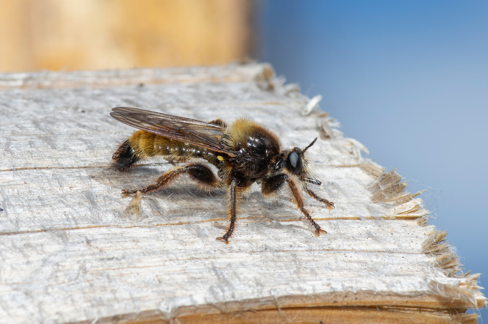 Laphria flava