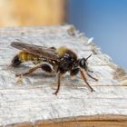 Laphria flava