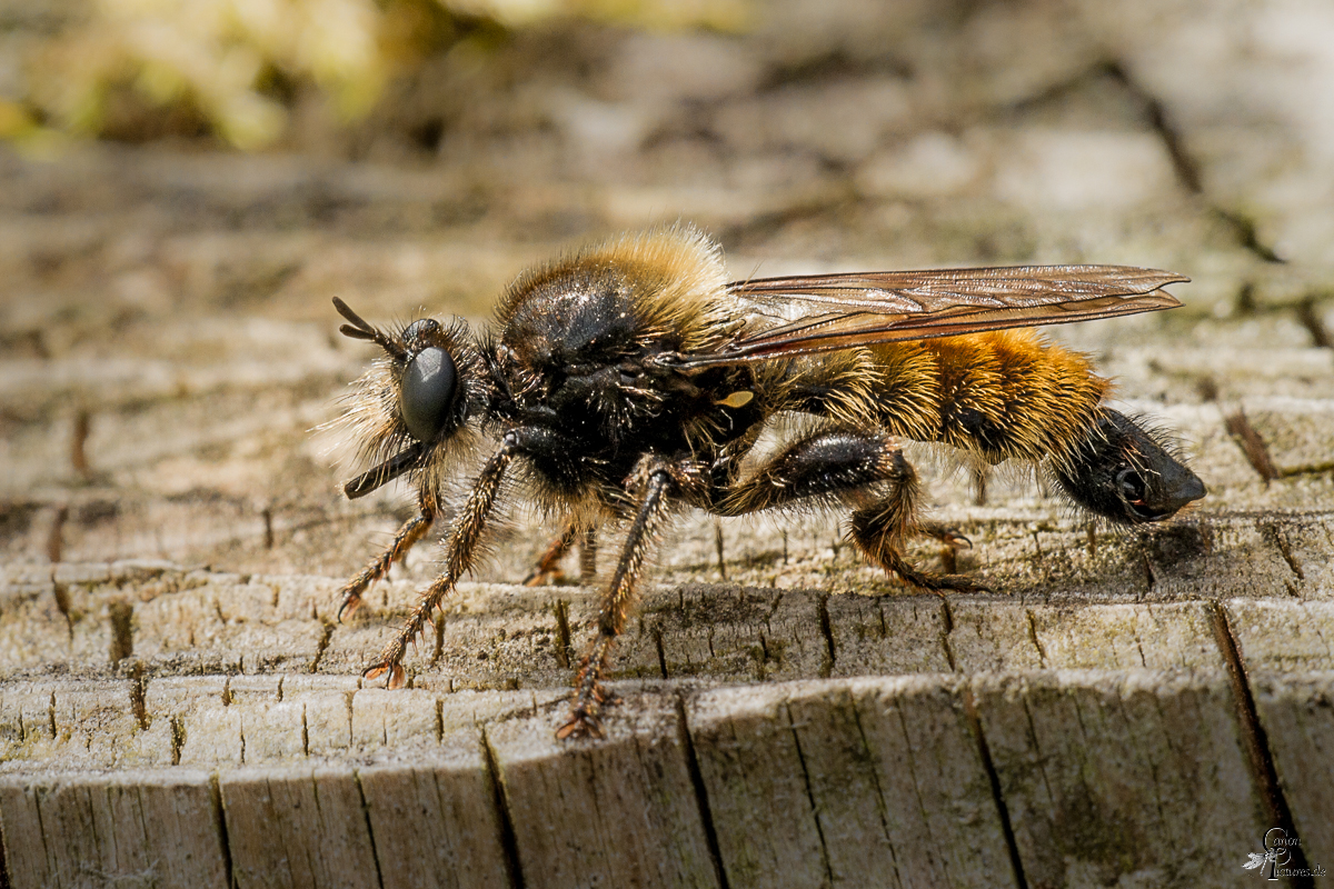 Laphria flava - Gelbe Mordfliege