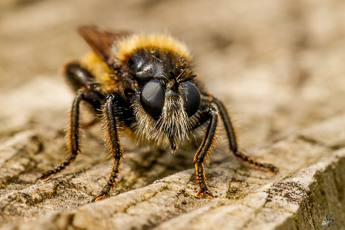 Laphria flava - Gelbe Mordfliege (Männchen)