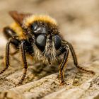 Laphria flava - Gelbe Mordfliege (Männchen)