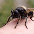 ...Laphria flava...Gelbe Mordfliege...