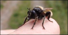 ...Laphria flava...Gelbe Mordfliege...